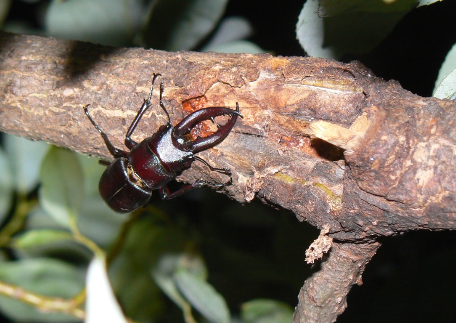 やなぎの枝先 ノコギリクワガタ_200820